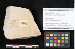 Foto (Objekt + Etikett) von Glyptostrobus europaeus Brongniart (NHMW-GEO-2024-0188-6362)